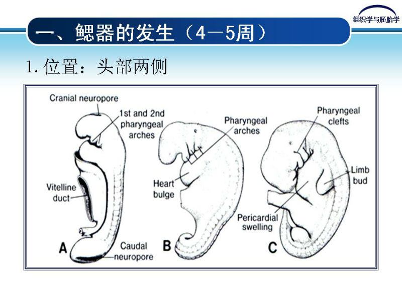组织胚胎学-颜面和四肢的发生图3
