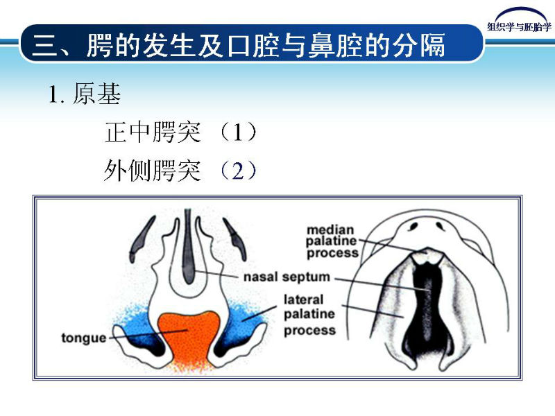 组织胚胎学-颜面和四肢的发生图11