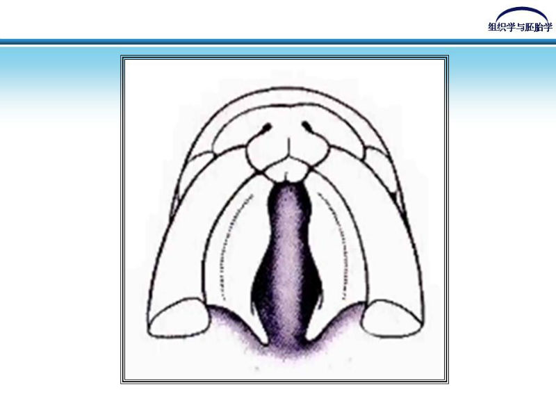 组织胚胎学-颜面和四肢的发生图14