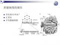 肝脏病理学讲座稿件图13