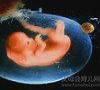 有意思的胚胎图2