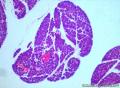 求看胰腺组织切片   sd大鼠图5