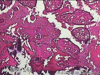 胎盘组织图9