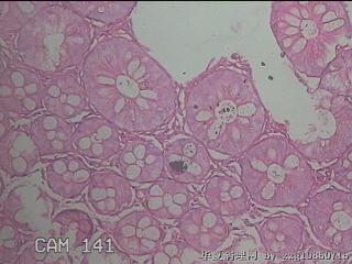 直肠粘膜图21