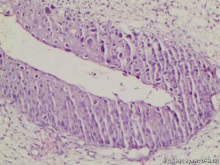 宫颈组织图9