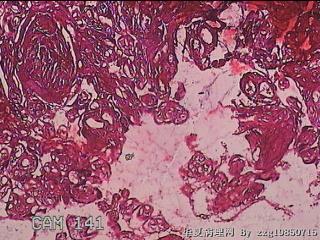 胎盘胎膜组织图11