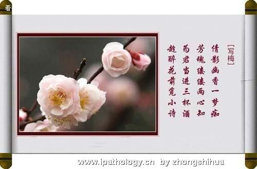 梅花八绝（转）图7