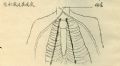 黄受方—全内脏摘出法尸体解剖技术（之二）图2