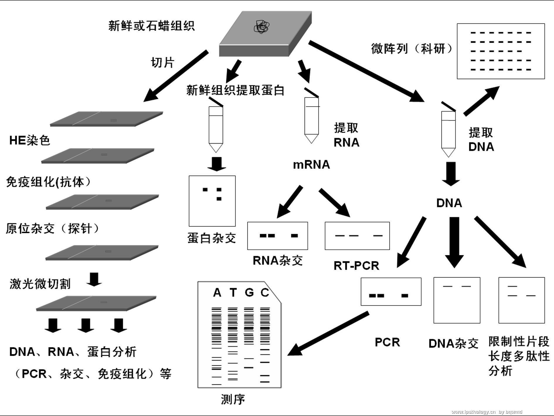 分子诊断(5)图1