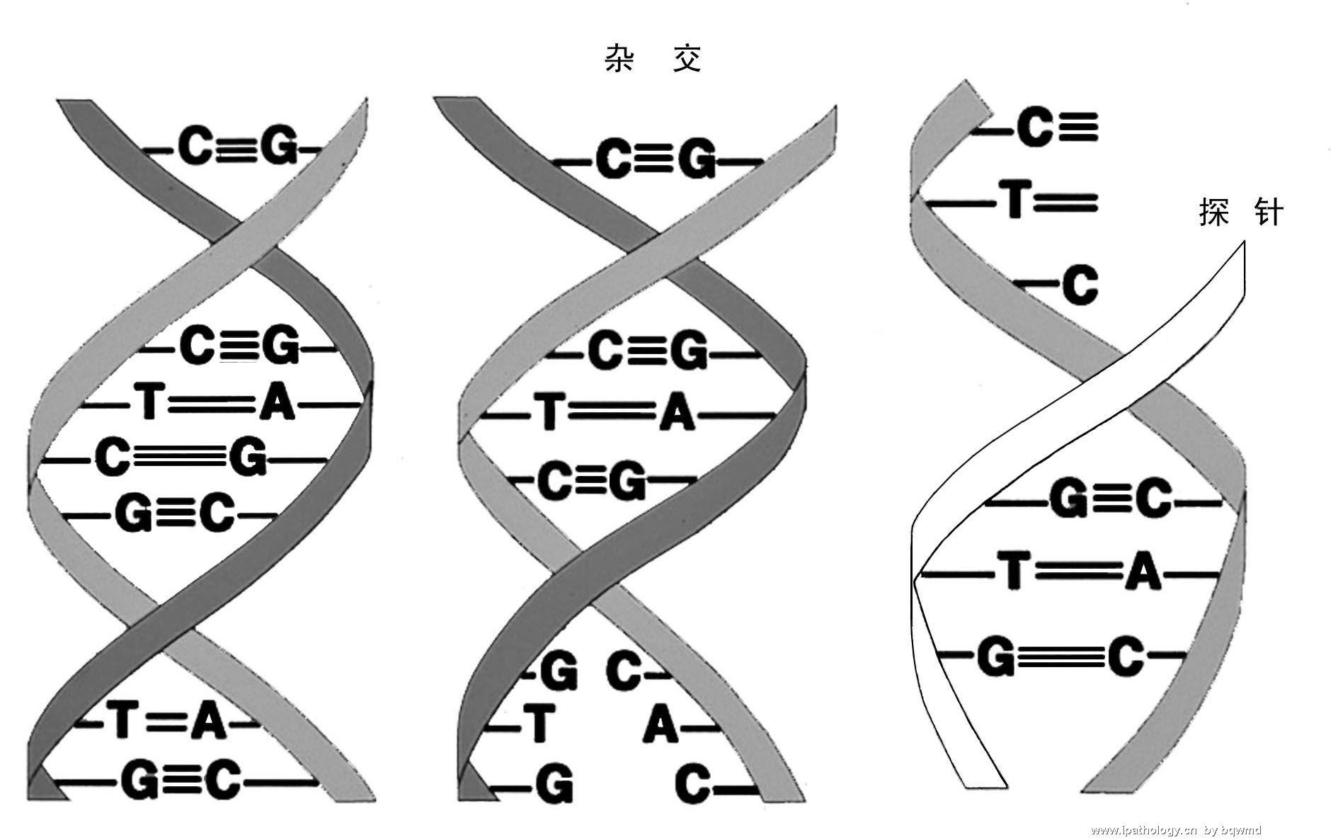 分子诊断(9)图1