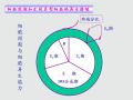 病理学2-第二章 损伤的修复图4