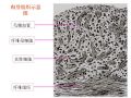 病理学2-第二章 损伤的修复图29