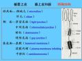 组织胚胎学-2.上皮组织图16