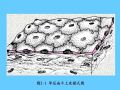 组织胚胎学-2.上皮组织图28