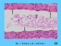 组织胚胎学-2.上皮组织图30