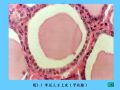 组织胚胎学-2.上皮组织图32