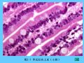组织胚胎学-2.上皮组织图34