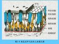 组织胚胎学-2.上皮组织图35