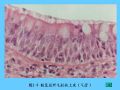 组织胚胎学-2.上皮组织图36