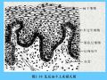 组织胚胎学-2.上皮组织图37