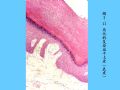 组织胚胎学-2.上皮组织图38