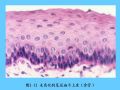 组织胚胎学-2.上皮组织图39