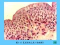 组织胚胎学-2.上皮组织图42