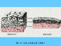 组织胚胎学-2.上皮组织图43