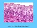 组织胚胎学-2.上皮组织图44