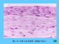 组织胚胎学-2.上皮组织图45