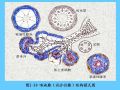 组织胚胎学-2.上皮组织图47