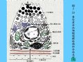 组织胚胎学-2.上皮组织图49