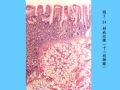 组织胚胎学-2.上皮组织图51