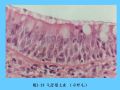 组织胚胎学-2.上皮组织图56