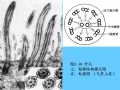 组织胚胎学-2.上皮组织图57