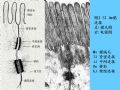 组织胚胎学-2.上皮组织图59