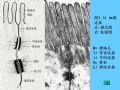 组织胚胎学-2.上皮组织图61