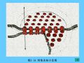 组织胚胎学-2.上皮组织图63