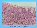 组织胚胎学-2.上皮组织图64