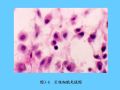 组织胚胎学-3.结缔组织图29