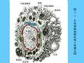 组织胚胎学-3.结缔组织图30