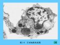组织胚胎学-3.结缔组织图31