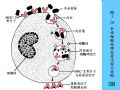 组织胚胎学-3.结缔组织图33