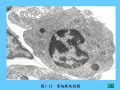 组织胚胎学-3.结缔组织图35