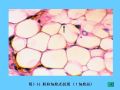 组织胚胎学-3.结缔组织图39
