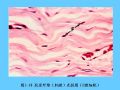 组织胚胎学-3.结缔组织图41