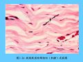 组织胚胎学-3.结缔组织图49