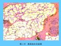 组织胚胎学-3.结缔组织图52