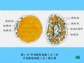 组织胚胎学-3.结缔组织图53