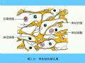 组织胚胎学-3.结缔组织图54